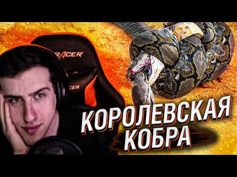 Видео: Hellyeahplay смотрит: Вот Почему Королевская Кобра Ненавидит Других Змей