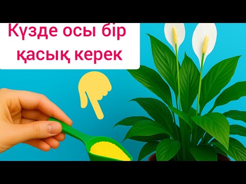 Видео: КҮЗДЕ🌱МІНДЕТТІ🌱ТҮРДЕ🌱БІР ҚАСЫҚТАН ҚОССАҢЫЗ сарғаймай қыста жақсы 👍өседі