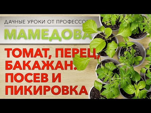 Видео: Дачные уроки профессора Мамедова: томат, перец, баклажан. Посев и пикировка