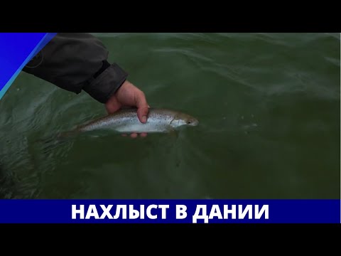Видео: Нахлыст в Дании // География нахлыста