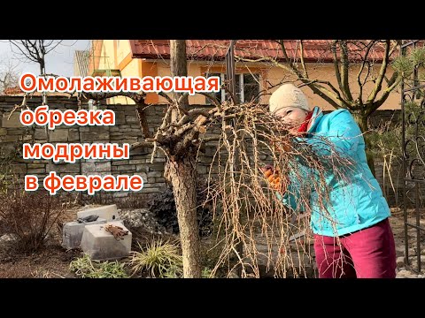 Видео: Как я обрезаю лиственницу на штамбе”Модрина”