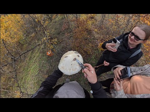 Видео: Трофейный гриб. Прогулка по лесу