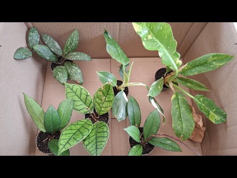 Видео:  🌱☘️ Посылка с хоями и филодендронами  из Франции, 6 классных растений.🍀🌿