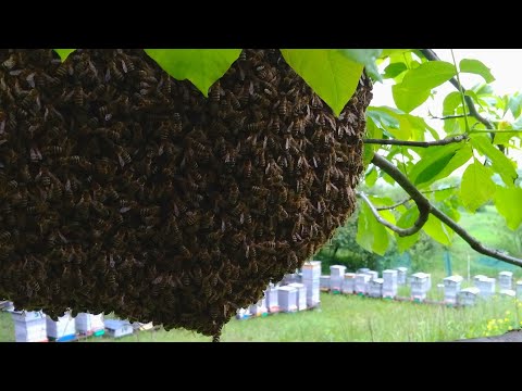 Видео: Заселяем рой пчёл в Альпийский улей