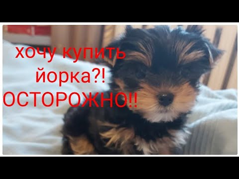 Видео: Хочу купить йорка?! ОСТОРОЖНО!!!