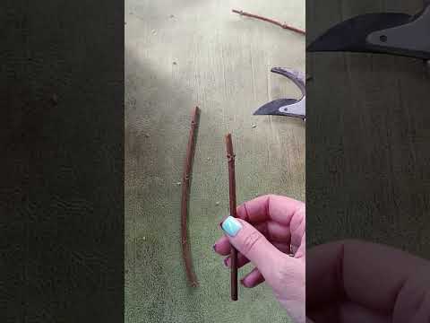 Видео: Древесный черенок гортензии скоро в продаже. Заявки на Прайс - вотсап 89527828234 Анна. 