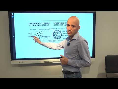 Видео: Очень существенное о стебле растения для ЕГЭ по биологии