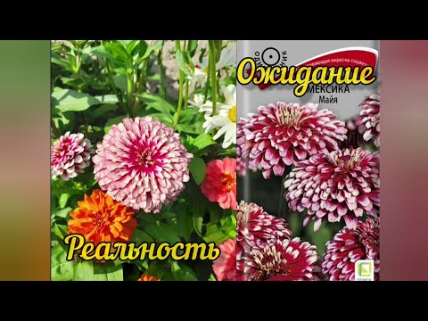 Видео: Итоги цветочного сезона 2024. Ожидание-реальность.