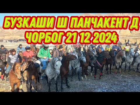 Видео: БУЗКАШИ Д ЧОРБОГ. Ш .Панчакент.21.12.2024👉номери Ман+992929323888