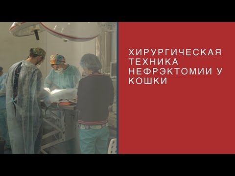 Видео: Хирургическая техника нефрэктомии у кошки