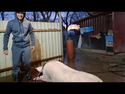 Видео: Остання сальна свиня‼️Вона така одна Була‼️Довгий не завдди добре‼️Інструкція,та кука по 7❓️