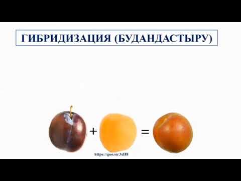 Видео: 10-сынып. Биология пәнінен "Селекция" видеосабағы