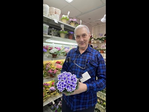 Видео: ДФ. Н.В.Дорофеев: Размножение фиалок и стрептокарпусов.