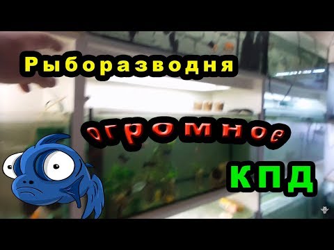 Видео: Рыборазводня с огромным КПД. Часть 1.