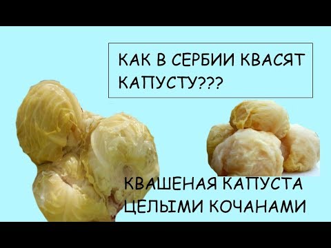 Видео: КАПУСТА квашеная целыми кочанами по-сербски.