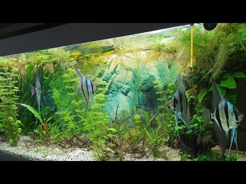 Видео: Аквариум Альтум прополка