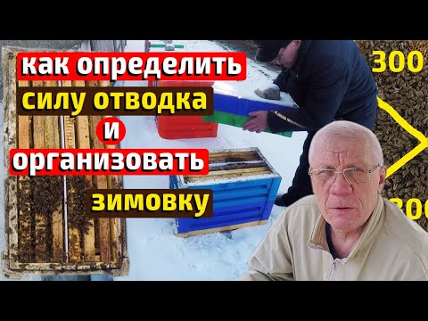 Видео: Зимовка отводков Оптимальная сила слабых отводков в зиму