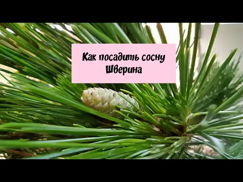 Видео: Как посадить сосну Шверина.