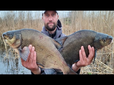 Видео: ЛЕЩ САЗАН ОГРОМНЫЙ КАРАСЬ ЭТОТ КАМЫШ КИШИТ РЫБОЙ ловля леща карась на боковой кивок рыбалка н карася