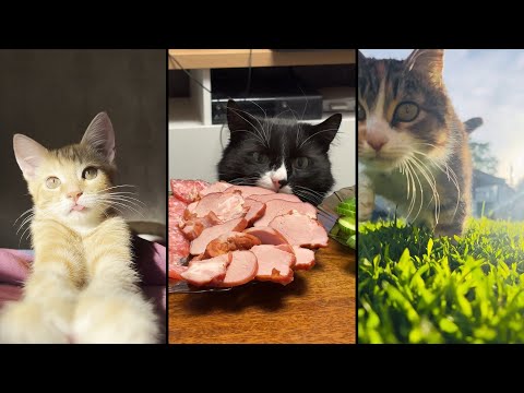 Видео: Cute and funny CATS.🐱 And Some Just Interesting Moments.😻Videos🔶 Сompilation # 60🔶