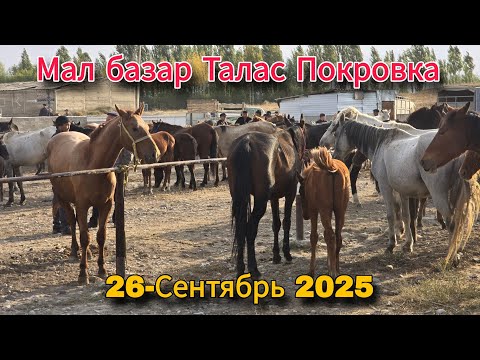 Видео: Мал базар Талас Покровка 26-Сентябрь 2025