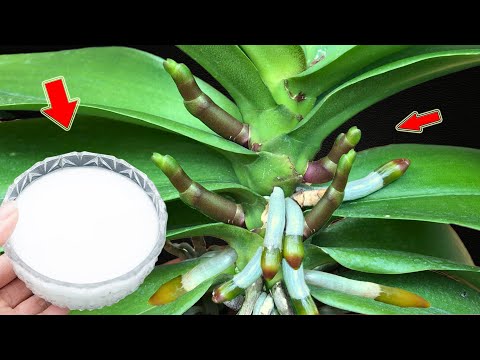 Видео: Раз в неделю! Слабая орхидея внезапно пускает корни и распускается множеством загадочных цветов!