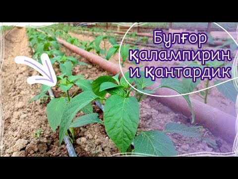 Видео: Булғор қалампирини қантардик