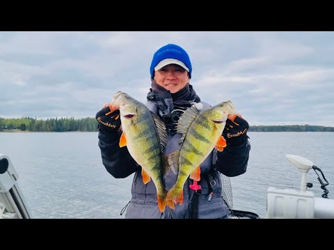 Видео: Нашёл крупного окуня. Обзор жилья. Рыбалка в Финляндии. Рыбалка с Корейцем