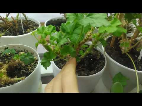 Видео: 11.01.2024 пеларгонии снова на балконе 😁🌺