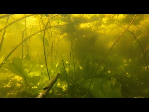 Видео: Найкращі моменти підводного полювання 2024