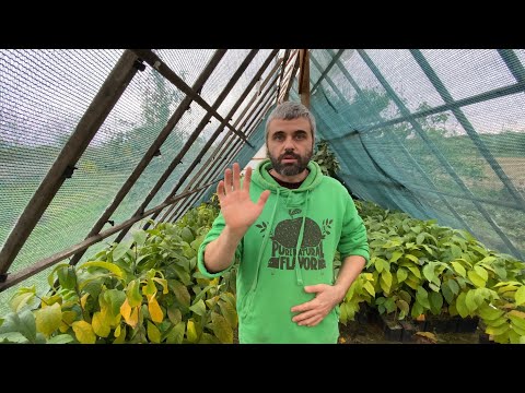 Видео: Сіянцеві саджанці АЗІМІНИ 2024 р. ЗАМОВЛЕННЯ ВЖЕ НЕ ПРИЙМАЮ.