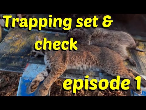 Видео: отлов койотов и рысей