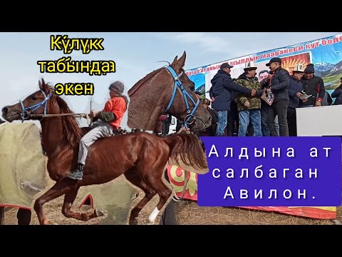 Видео: Аламан байге/ Авилон теңсиз экенин көрсөттү.