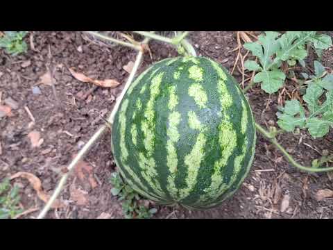 Видео: Разпознаване на Диня и Пъпеш кога са узрели.