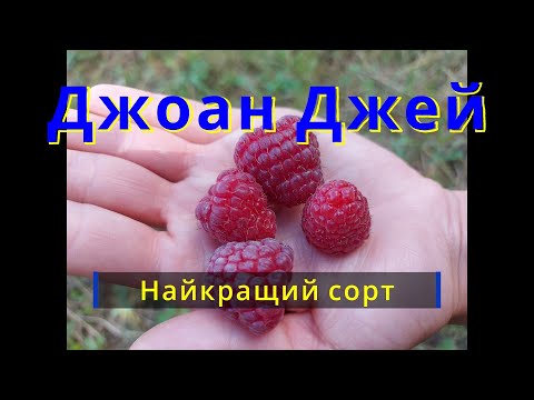 Видео: Малина Джоан Джей. Перший рік після посадки. Joan J. Ремонтантна малина