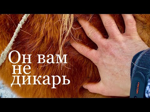 Видео: Он вам не дикарь
