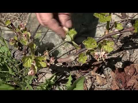 Видео: Фильм №408-Первая обработка винограда от вредителей. Посев семян огурцов, кабачков и тыквы в грунт