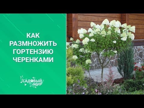 Видео: Как размножить гортензию черенками
