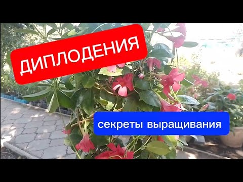 Видео: Дипладения"мандевилла" секреты выращивания.