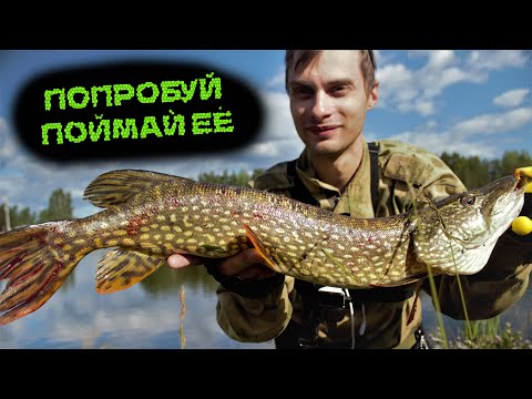 Видео: Добрался до платника. Рефтенский рыбхоз Азарт-2. Форель и Щука на ультралайт!