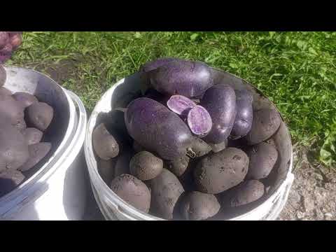 Видео: Красивый, полезный и очень вкусный картофель Аметист. 2025 год. 