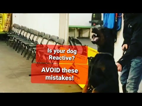 Видео: РЕАКТИВНЫЕ СОБАКИ - Три САМЫЕ БОЛЬШИЕ ошибки, которые совершают владельцы