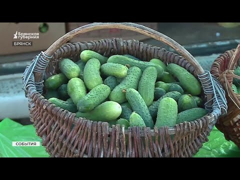 Видео: В Брянской области началась уборка овощей
