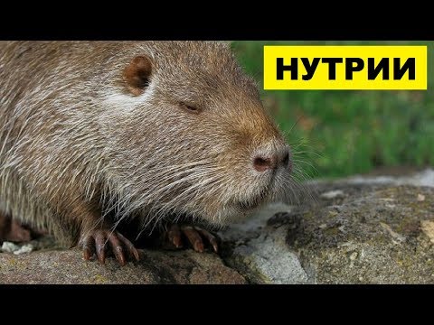 Видео: Нутрии как бизнес идея | Нутриеводство | Выращивание нутрий на продажу
