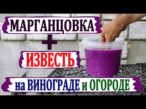 Видео: 🍇 МАРГАНЦОВКА + ИЗВЕСТЬ! ЧТО БУДЕТ? ДЕДОВСКИЙ рецепт для ОГОРОДА и ВИНОГРАДА от болезней.