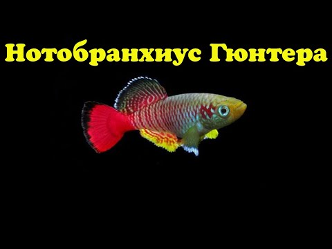 Видео: Нотобранхиус Гюнтера - Nothobranchius guentheri