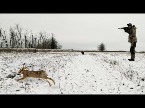 Видео: КРАСОЧНАЯ ОХОТА НА ЗАЙЦА ПО ПЕРВОМУ СНЕГУ. Два дня на охоте