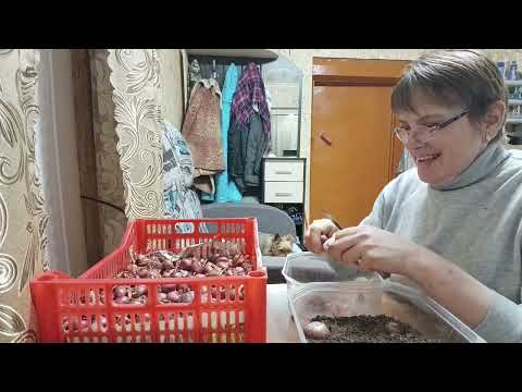 Видео: Пересаживаю фиалки ,немножко о себе .