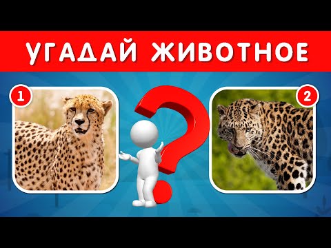 Видео: УГАДАЙ ПРАВИЛЬНОЕ ЖИВОТНОЕ ПО ФОТО 📸🐗🦊🐹🤔