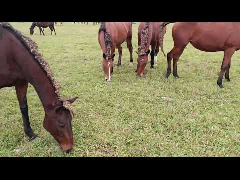 Видео: Субсидии в ЛПХ на содержания конематок. Мой пример получения поддержки в РТ . 